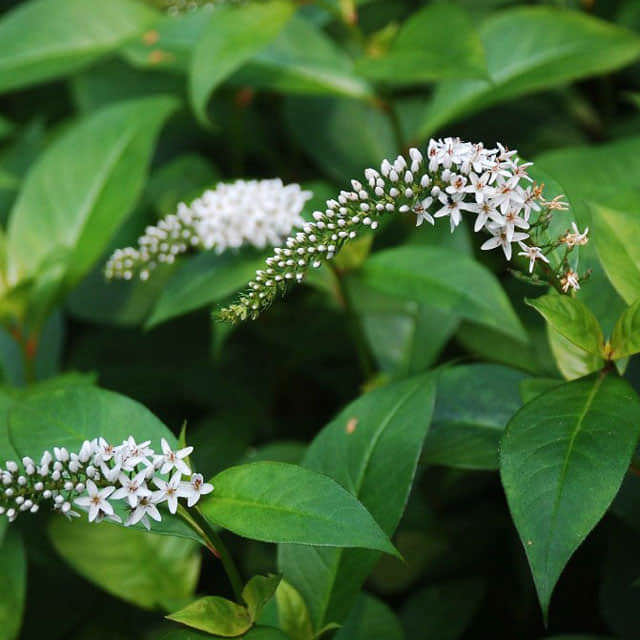 Lysimachia clethroides