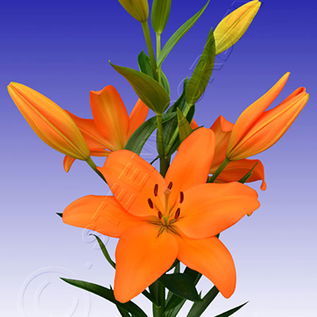 Lilium LA Hybrid Eremo White Powder