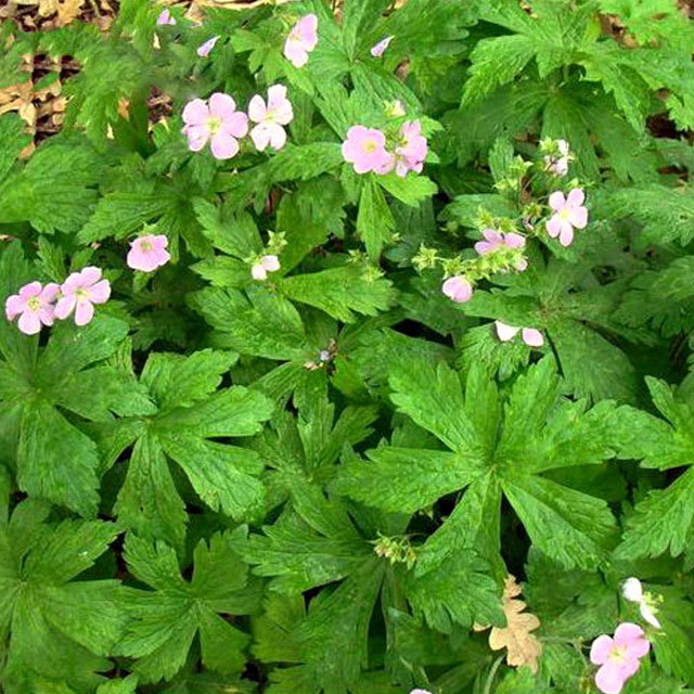 Geranium maculatum