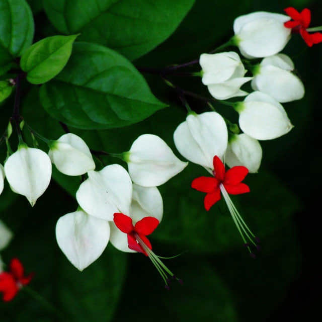Clerodendrum thomsoniae