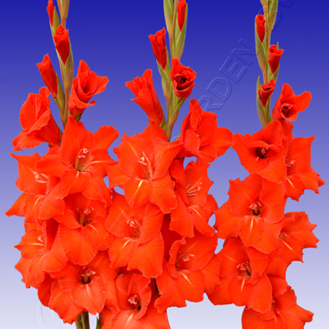 Gladiolus Chinon