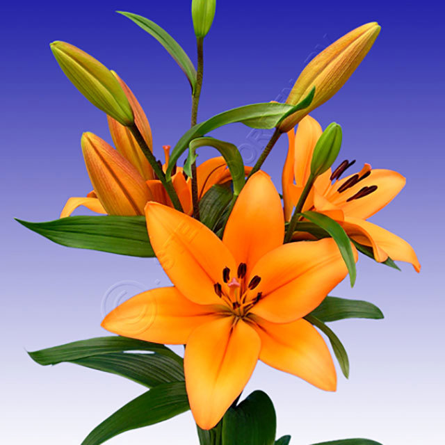 Lilium LA Hybrid Indian Diamond White Powder