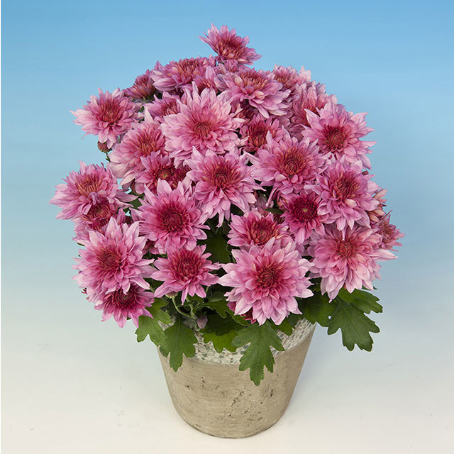 Chrysanthemum Kaka Fine Webbing