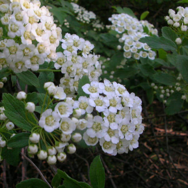 Spiraea x media Snow Storm Leggy Stems