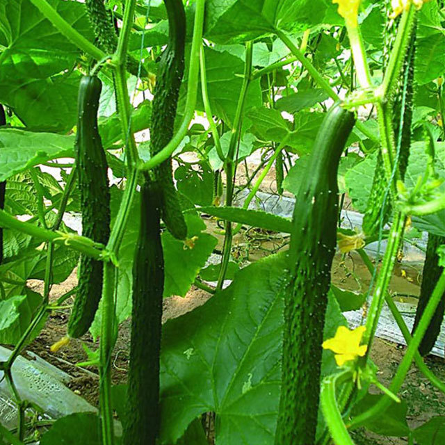 Cucumis sativus