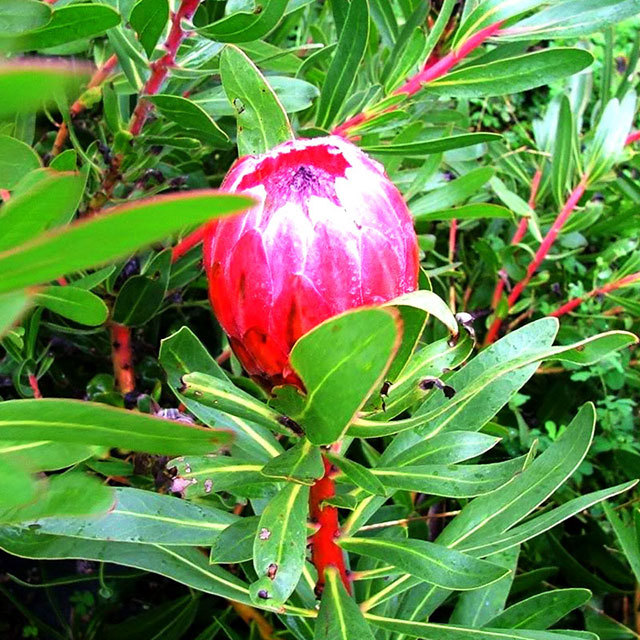 Protea Candida