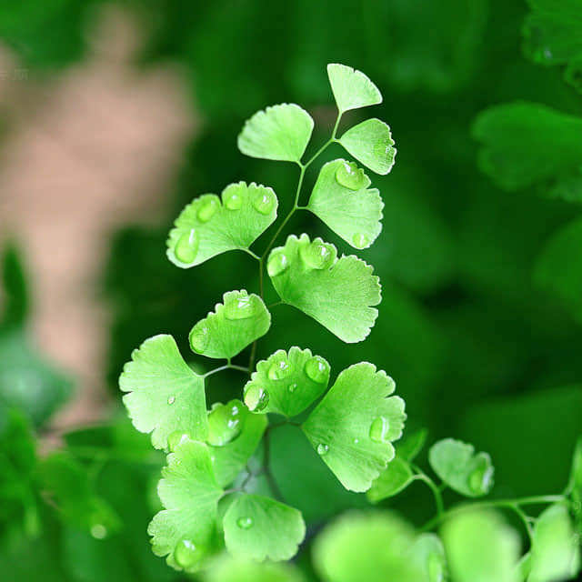 Adiantum aleuticum