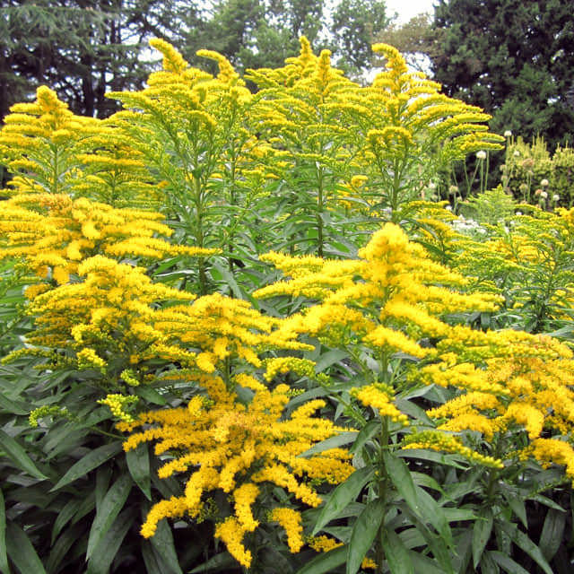 Solidago canadensis