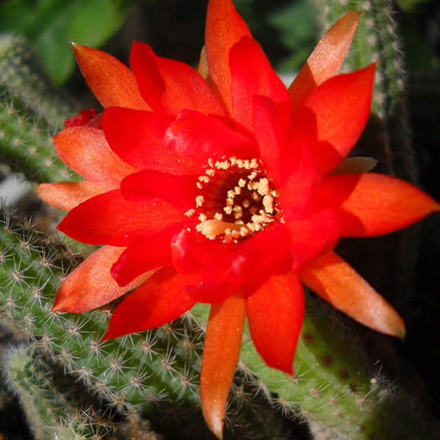 Hatiora salicornioides Macchie bianche cotonose