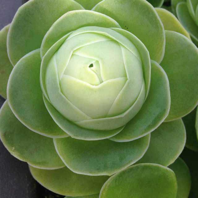 Greenovia diplocycla gigantea Drooping Leaves