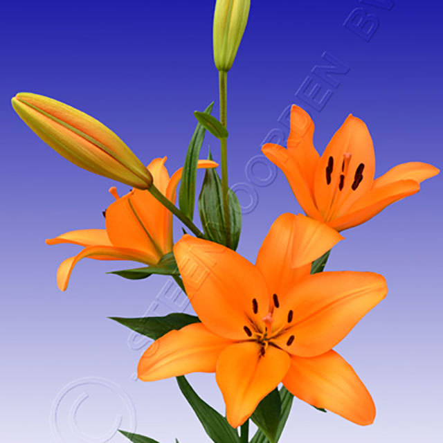 Lilium hybrid Pedrolino White Powder