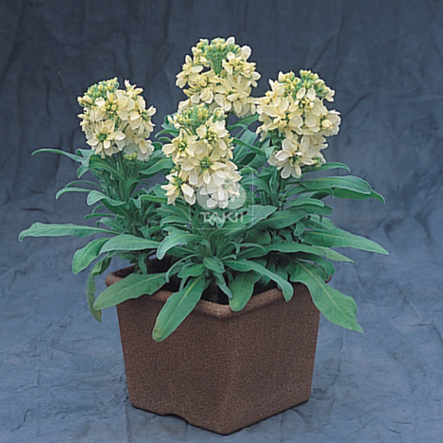 Matthiola incana Cinderella Yellow