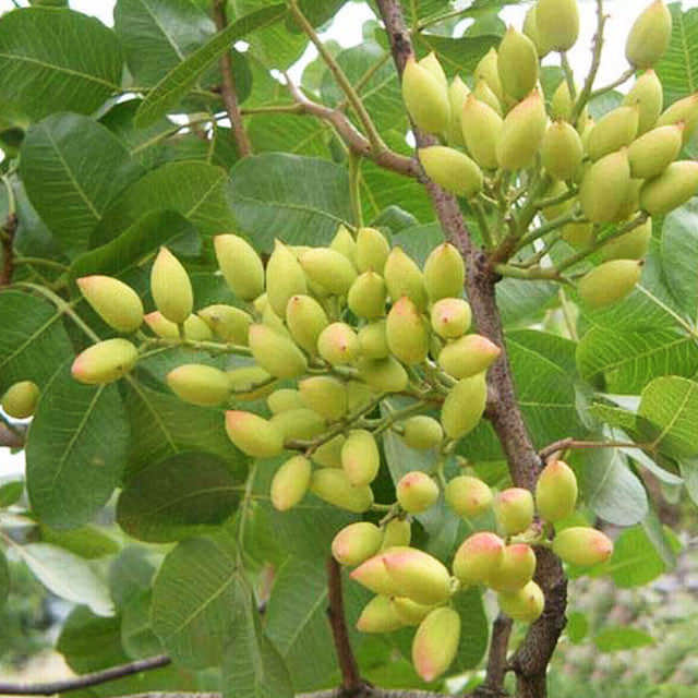 Pistacia vera