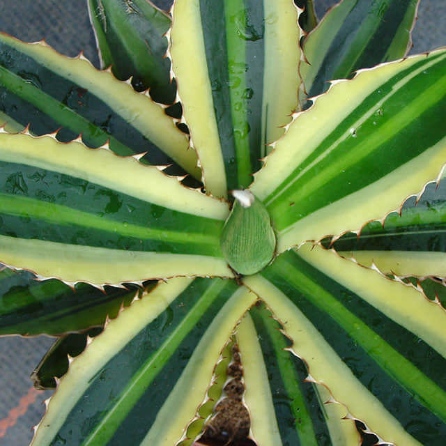 Agave univittata