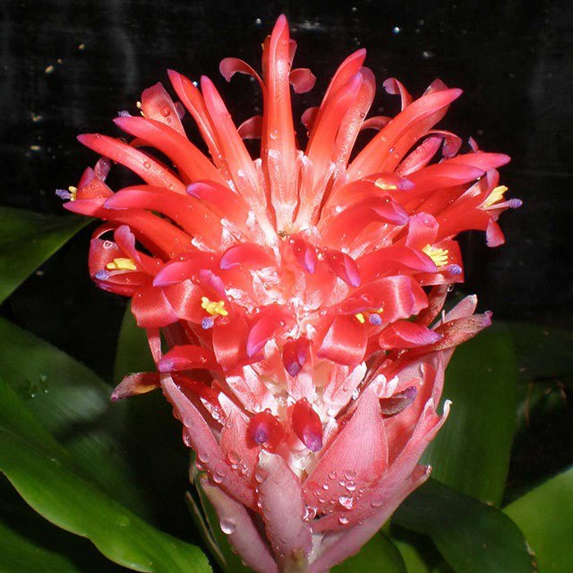Billbergia pyramidalis
