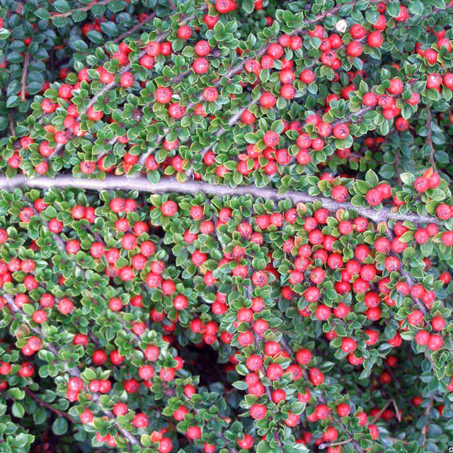 Cotoneaster horizontalis