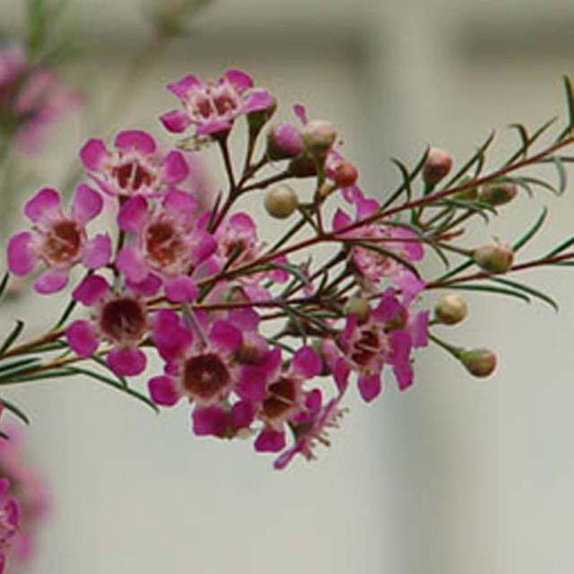 Tradescantia spathacea purpurea