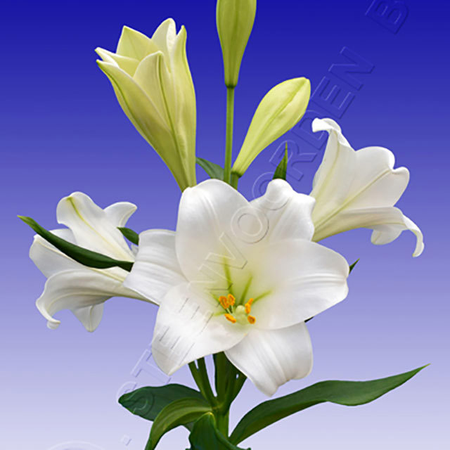 Lilium longiflorum Berg Fine Webbing