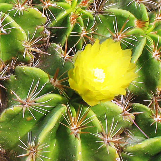Ferocactus robustus White Cottony Spots