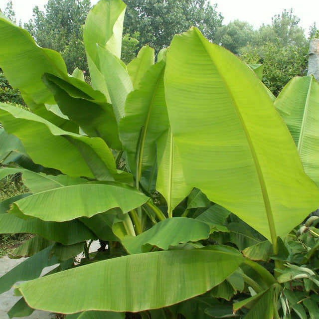 Musa basjoo