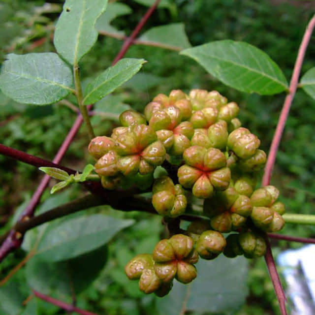 Tetradium ruticarpum