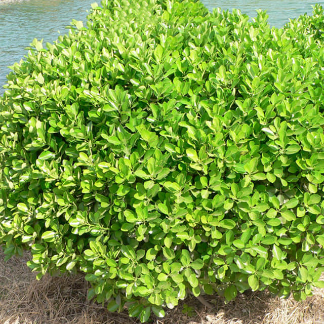Buxus sinica
