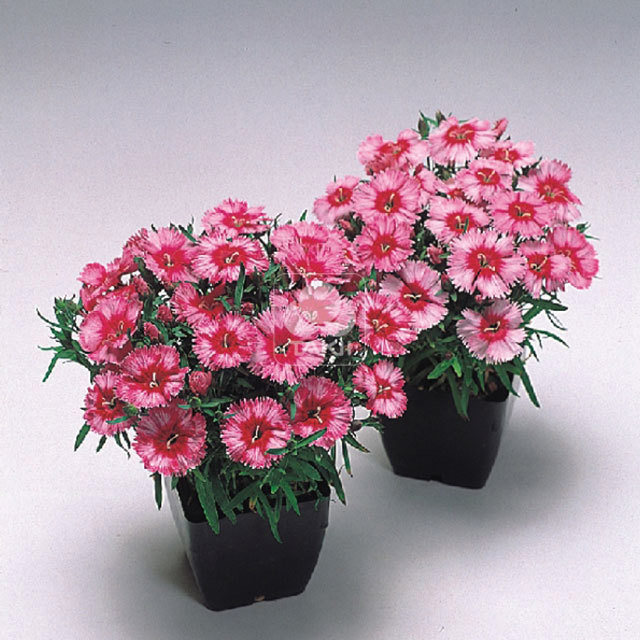 Dianthus Carpet F1 Oriental