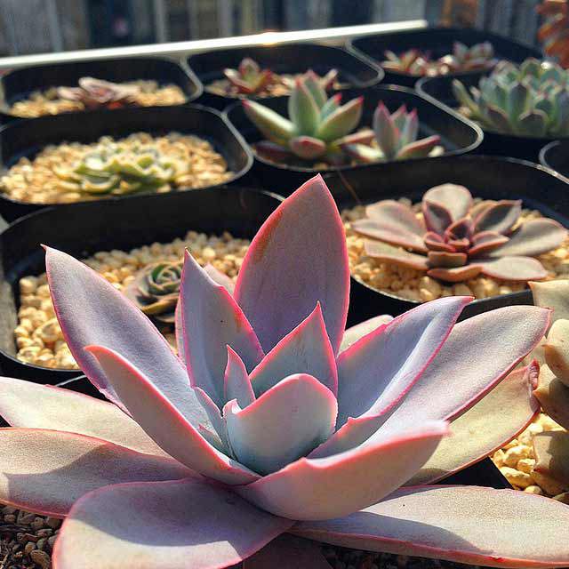 Echeveria cante Fine Webbing