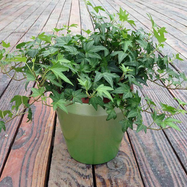 Hedera nepalensis