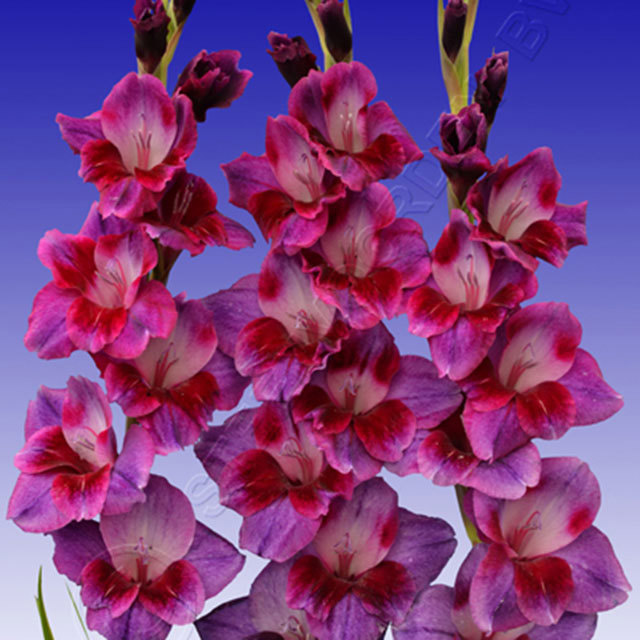 Gladiolus Velvet Eyes