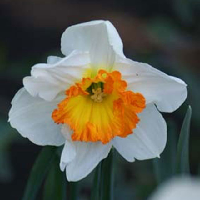 Narcissus Gentle Giant