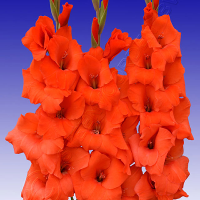Gladiolus Red Matador