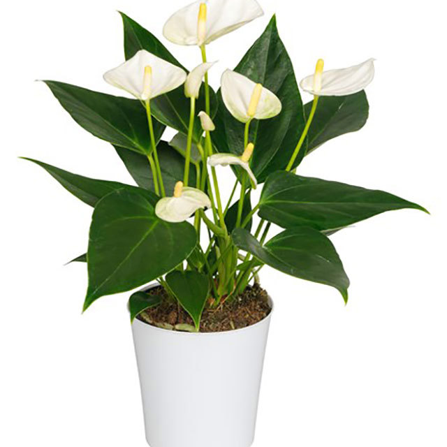 Anthurium andraeanum Elido Brown Leaf Tips