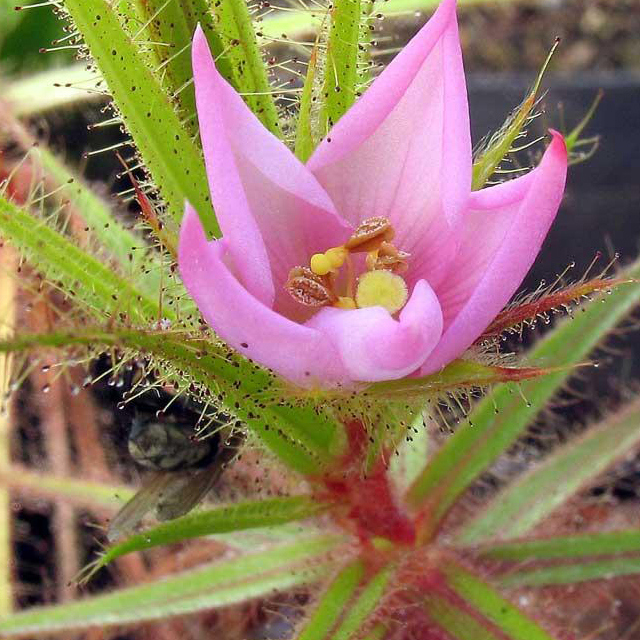Roridula gorgonias