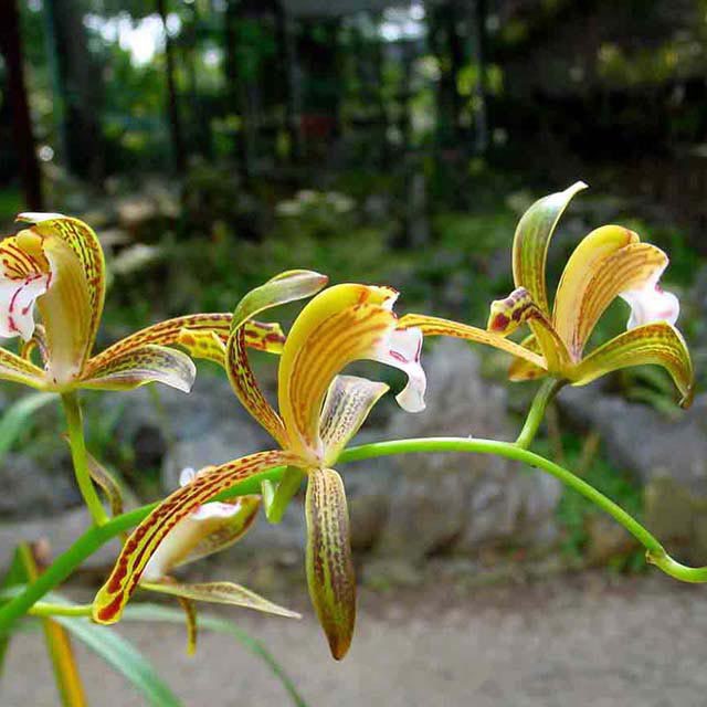 Cymbidium erythraeum