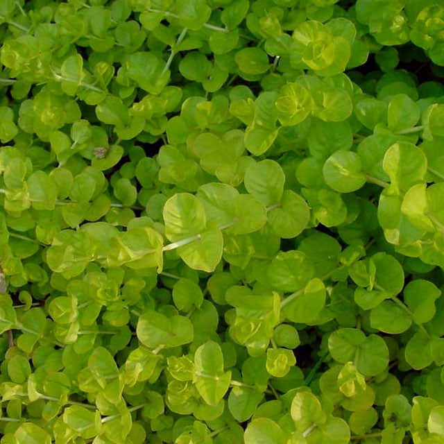Lysimachia nummularia Aurea