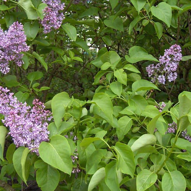 Syringa vulgaris