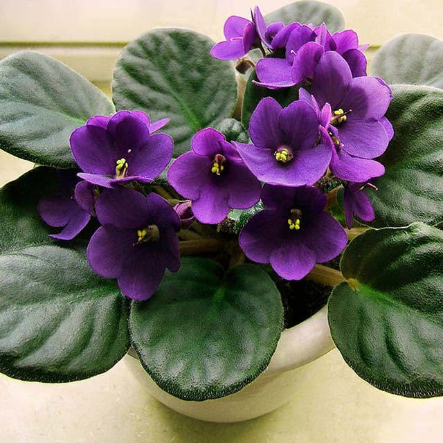 Saintpaulia ionantha