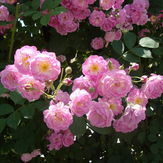 Rosa multiflora White Cottony Spots
