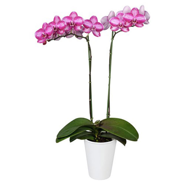 Phalaenopsis Pamplona