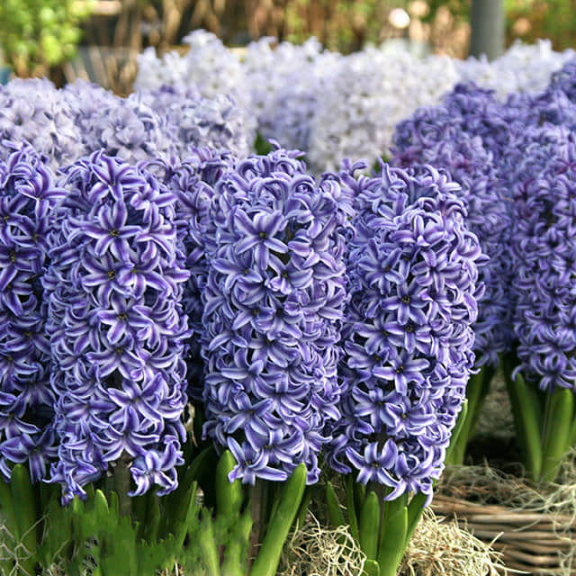 Hyacinthus orientalis Blue Jacket Tiny Black Flies