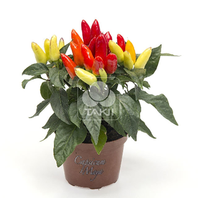 Capsicum Mambo Yellow Red