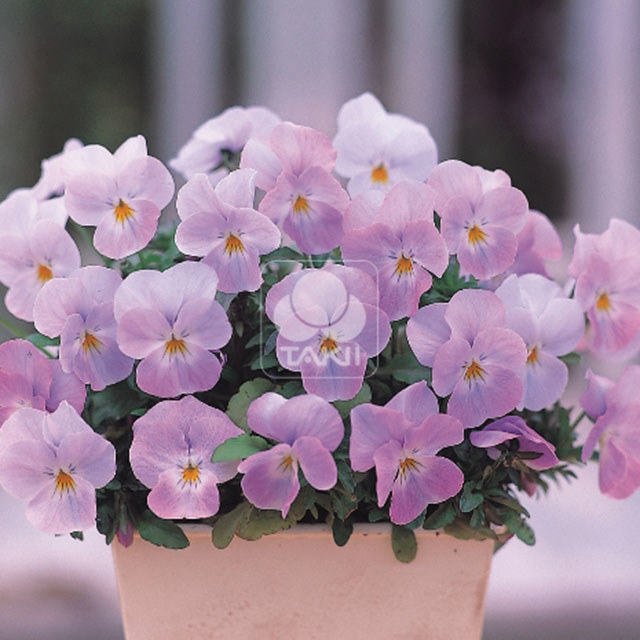 Viola Cornuta Soft Pink White Cottony Spots