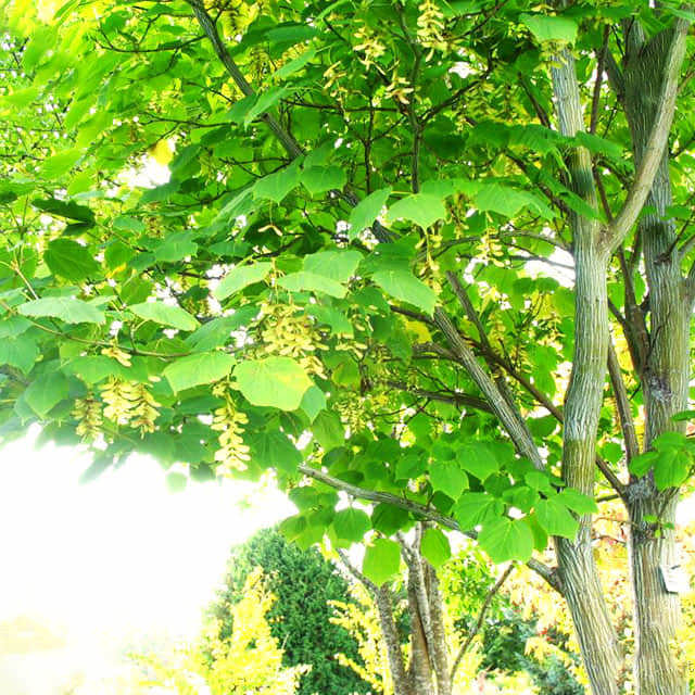 Acer tegmentosum Fine Webbing