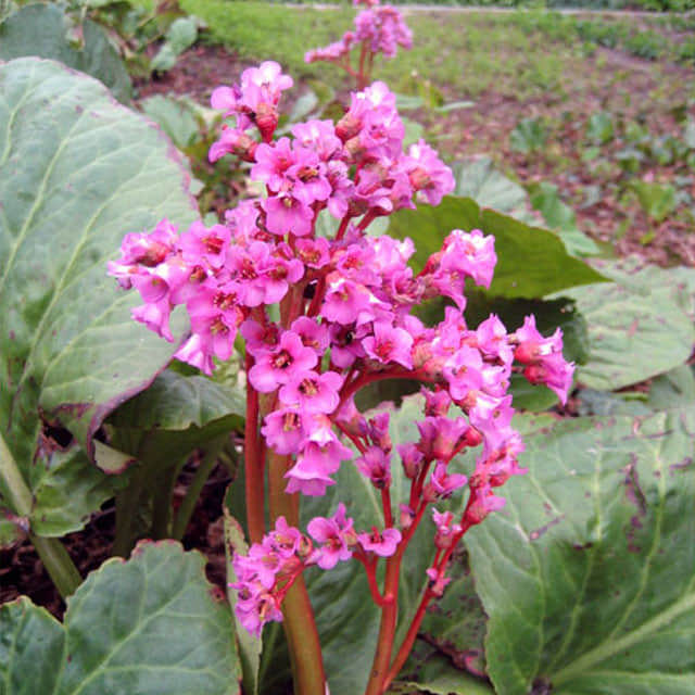Bergenia cordifolia