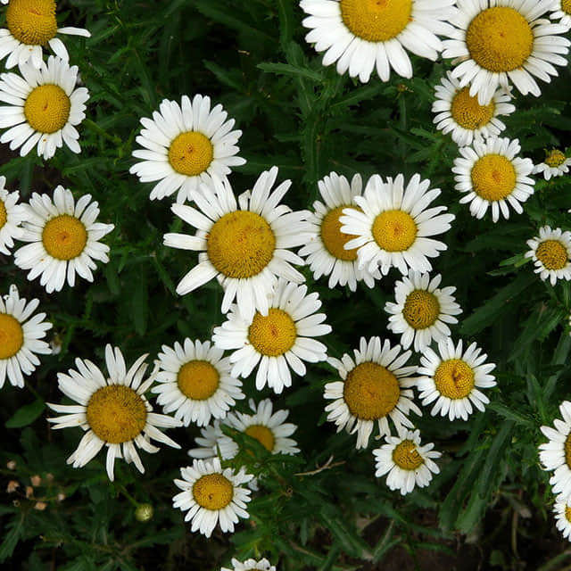 Leucanthemum maximum