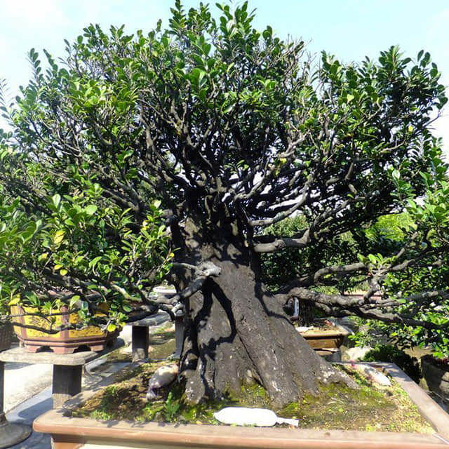 Celtis sinensis