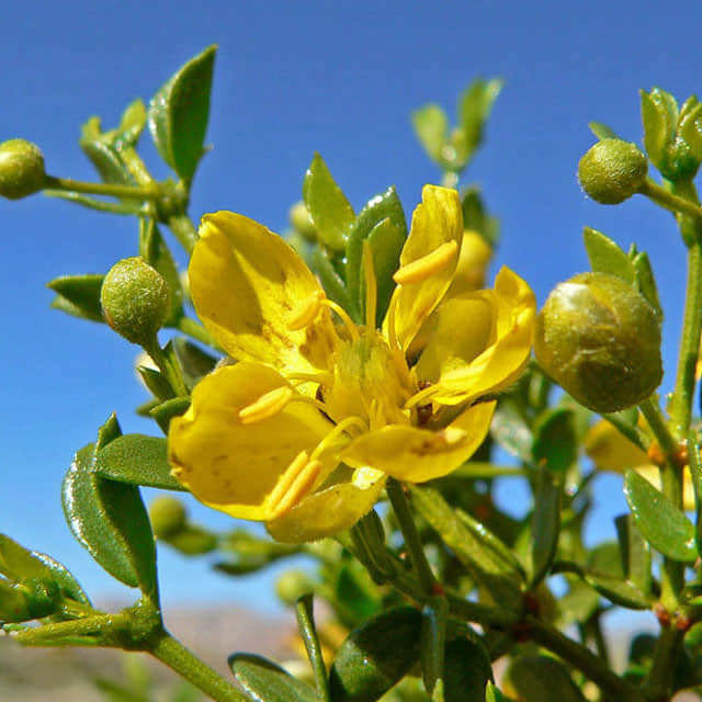Larrea tridentata