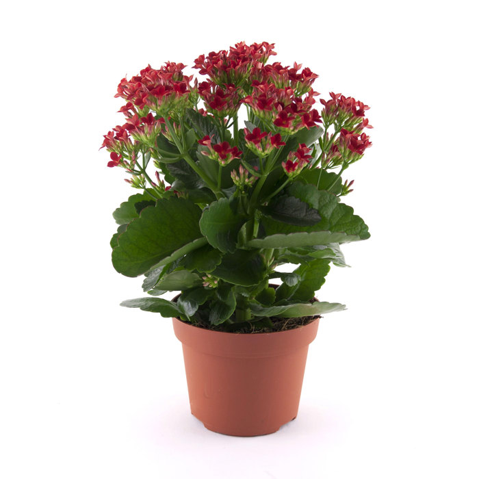 Kalanchoe Passion Amora Moscerini del terriccio