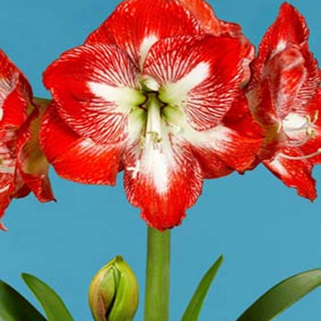 Amaryllis Mega Star